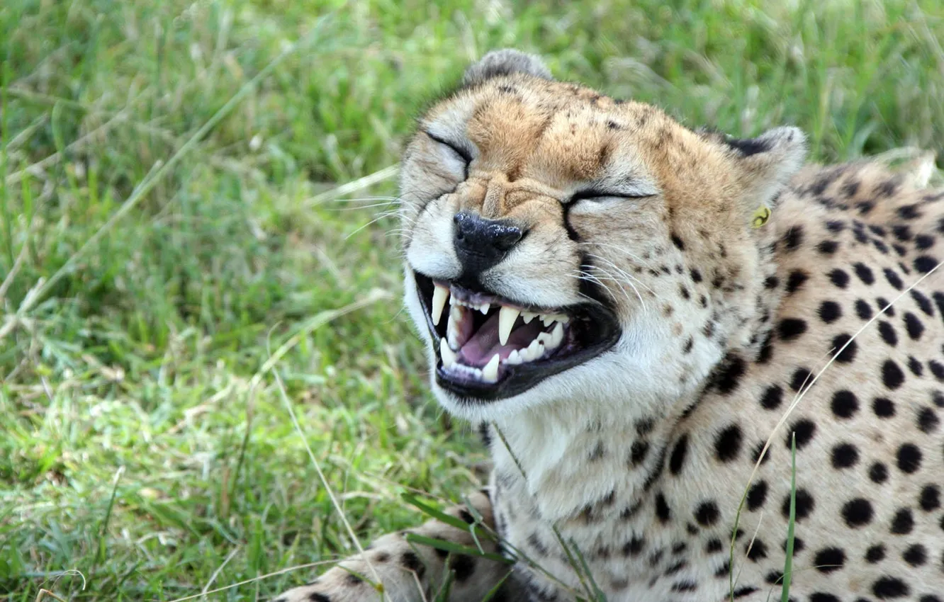 Photo wallpaper Leopard, enacted, told