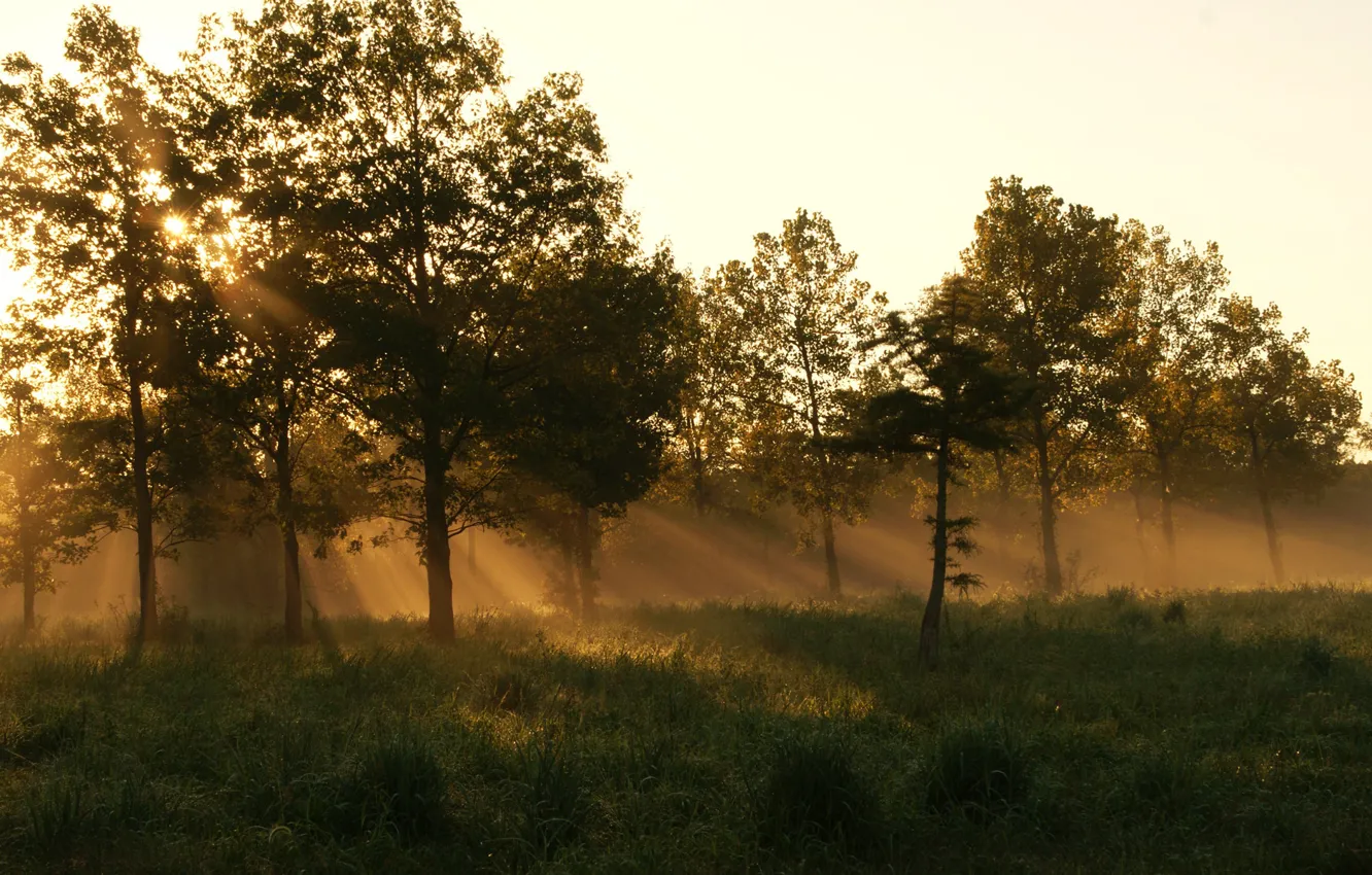 Photo wallpaper forest, summer, grass, fog, morning