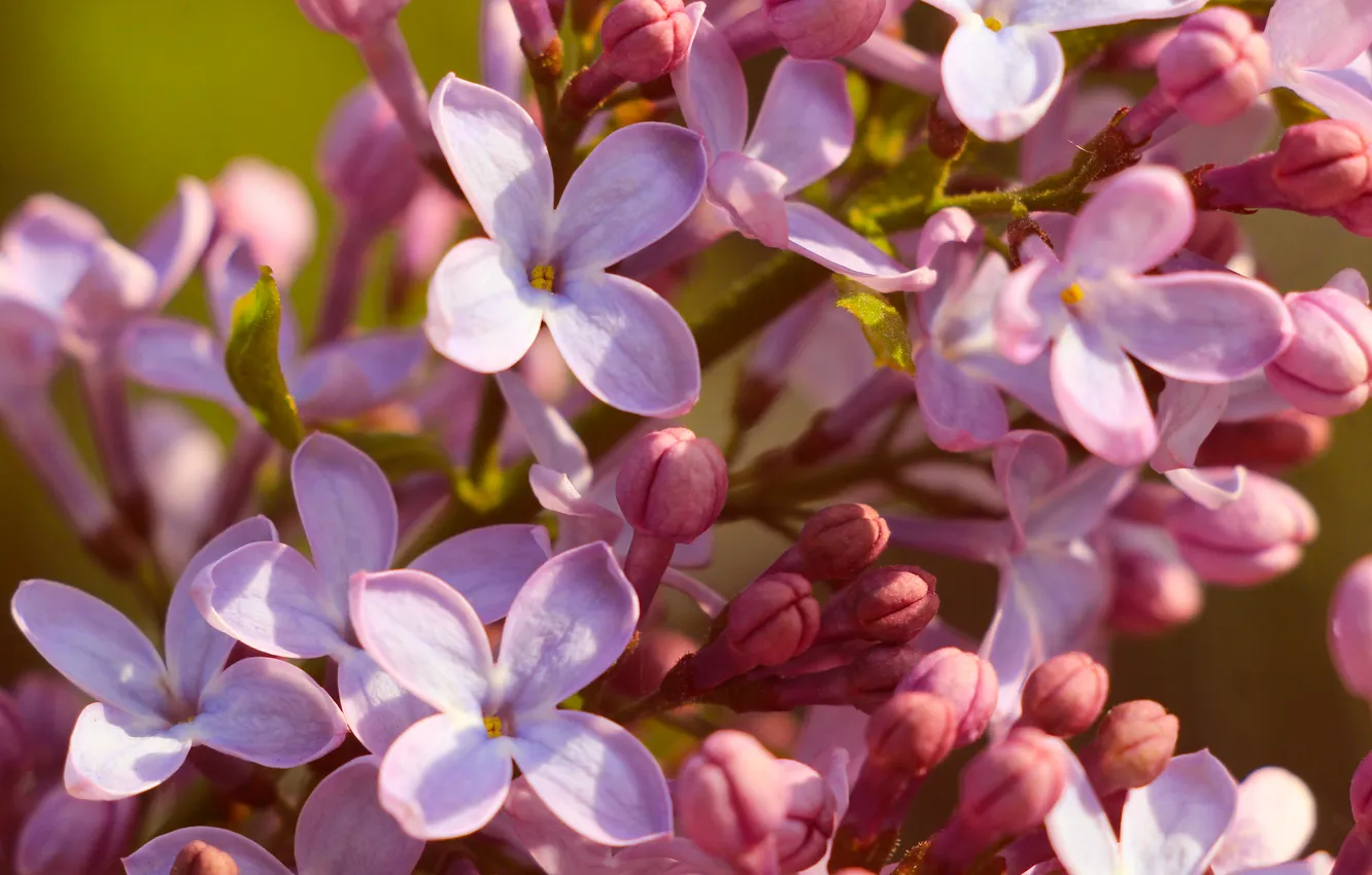 Photo wallpaper flower, spring, lilac, blooming