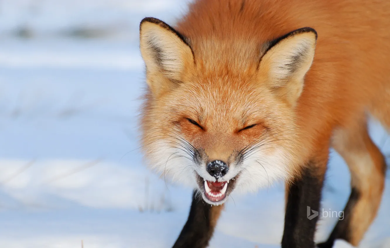 Photo wallpaper winter, Canada, Fox, grin