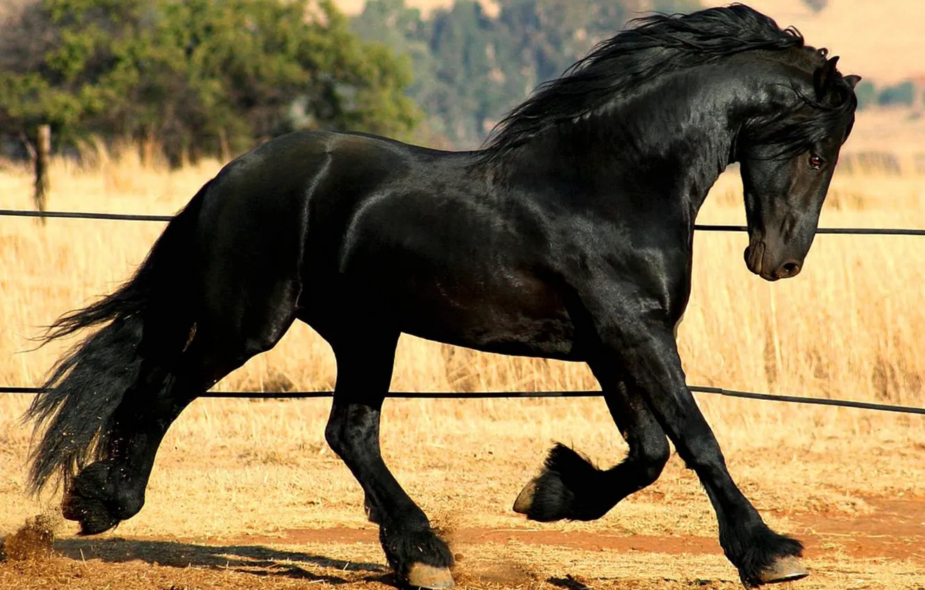 Photo wallpaper eyes, look, horse, Horse, running, mane, tail, lynx