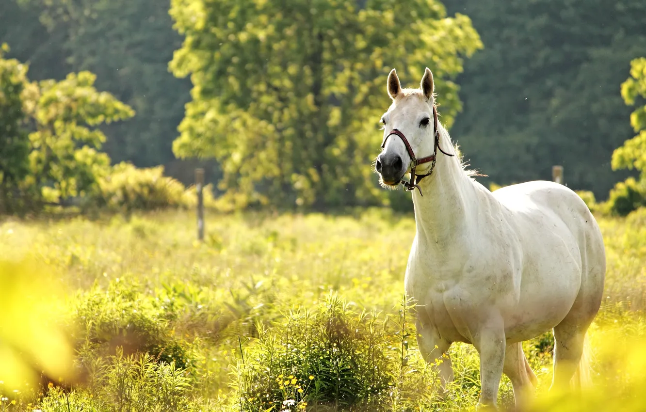 Photo wallpaper horse, horse, meadow
