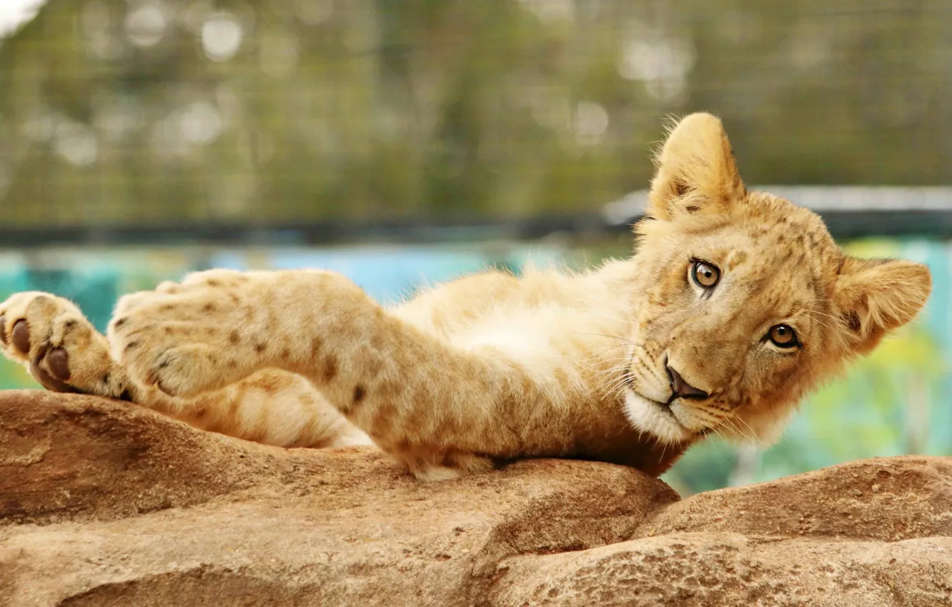 Photo wallpaper look, face, pose, stones, background, paws, lies, lion