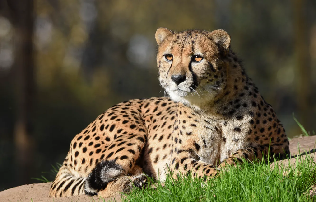 Photo wallpaper grass, look, face, nature, portrait, Cheetah, lies