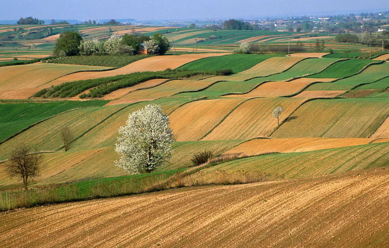 Photo wallpaper field, the sky, trees, hills, spring, horizon, flowering