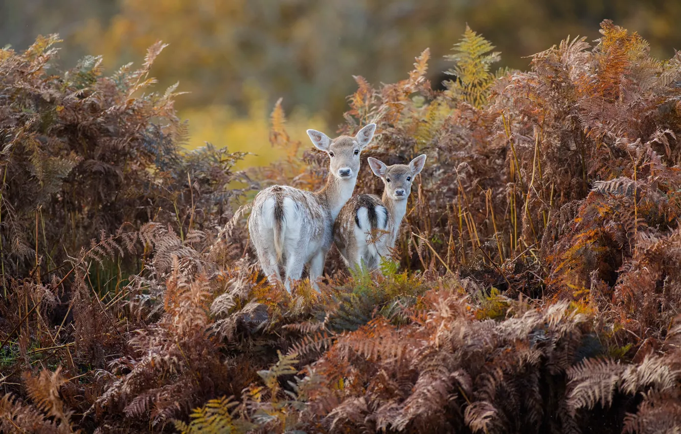 Photo wallpaper autumn, forest, look, leaves, nature, thickets, two, deer