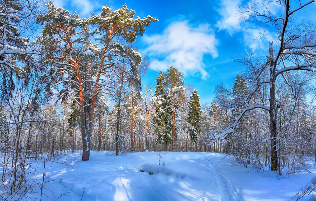 Photo wallpaper forest, the sky, snow, trees, landscape, snowflakes, nature, frost