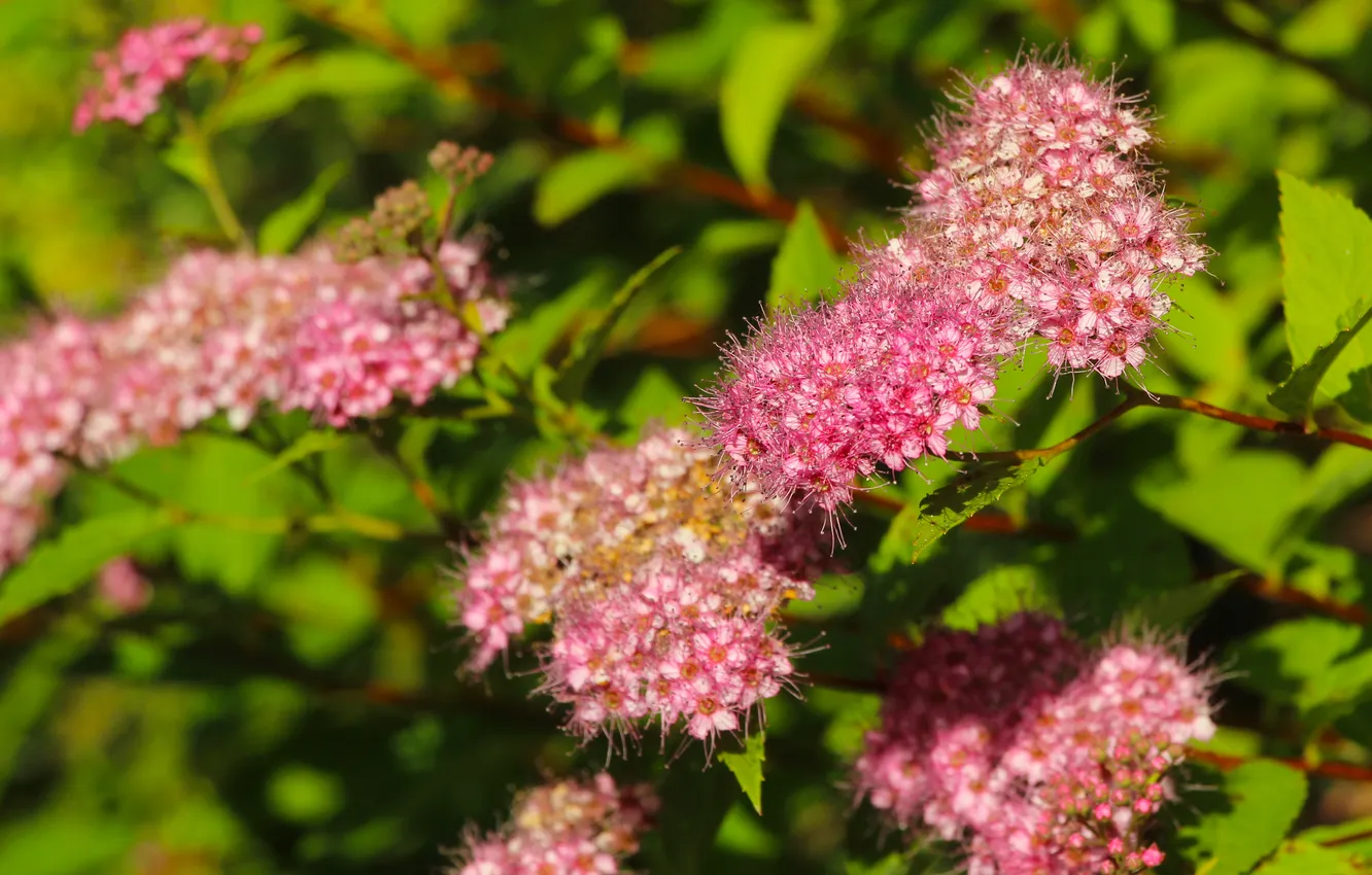 Photo wallpaper pink, blooming, Japanese spirea