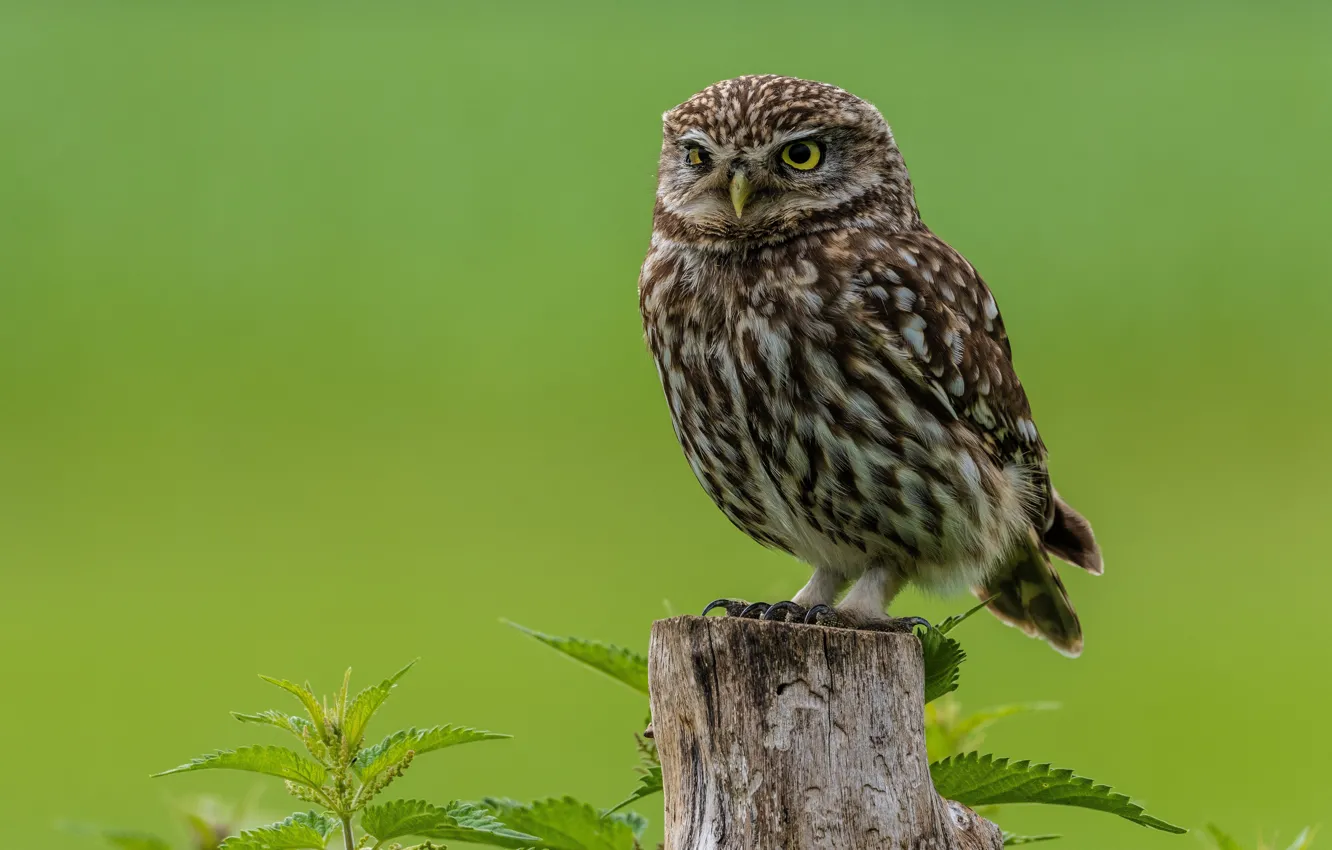 Photo wallpaper macro, owl, bird, bird, macro, blurred background, owl, blurred background