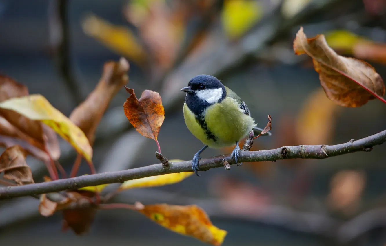 Photo wallpaper autumn, leaves, branches, yellow, bird, bokeh, tit, autumn leaves