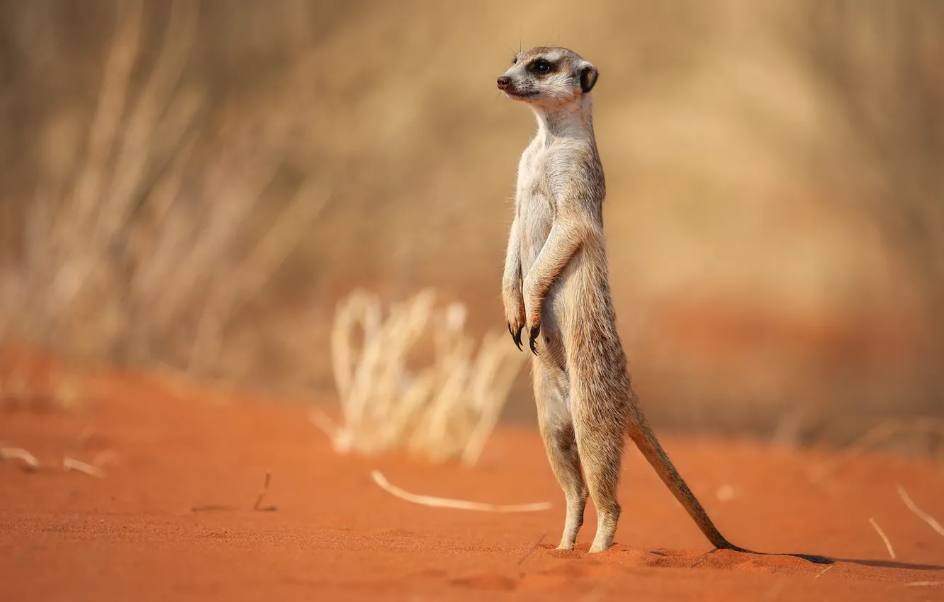 Photo wallpaper sand, pose, background, meerkats, stand, bokeh