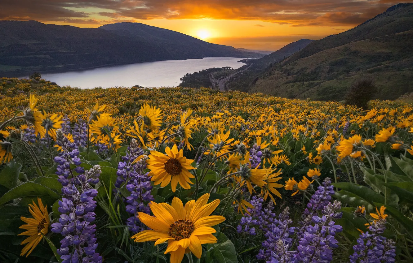 Photo wallpaper sunset, flowers, mountains, river, meadow, Oregon, Oregon, Columbia River