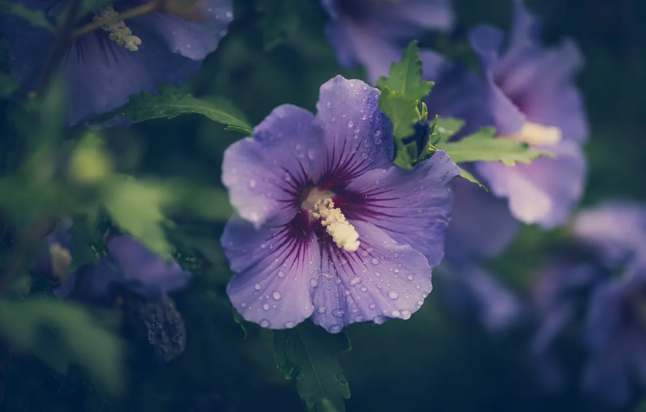 Photo wallpaper flower, lilac, hibiscus
