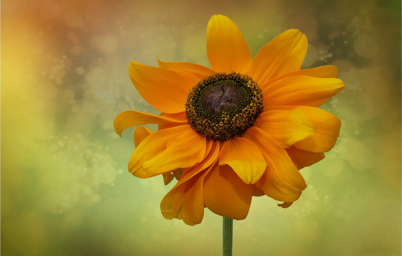 Photo wallpaper flowers, orange, background, stem, rudbeckia