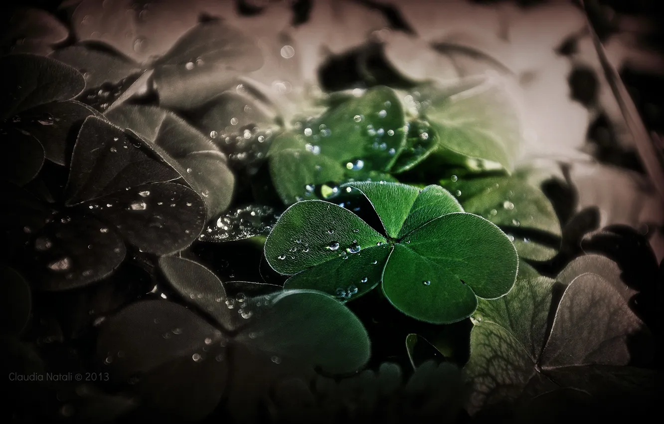 Photo wallpaper leaves, water, drops, macro, nature, plant, clover