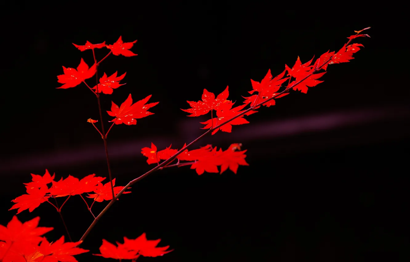 Photo wallpaper autumn, leaves, macro, color, branch