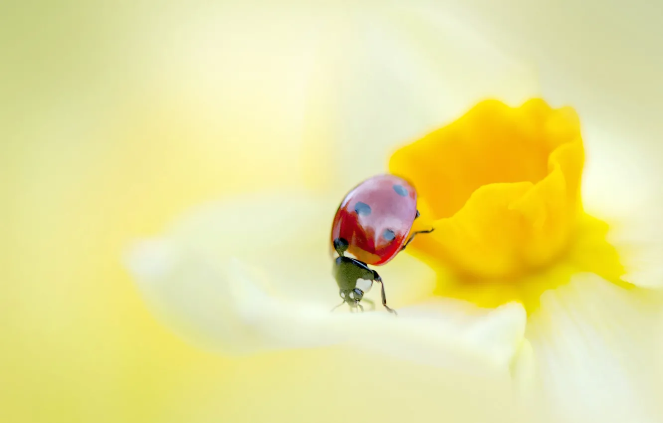 Photo wallpaper PETALS, FLOWER, INSECT, LADYBUG, NARCISSUS