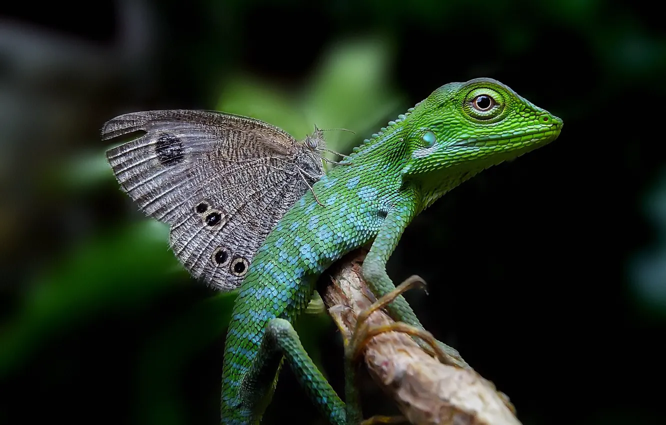 Photo wallpaper butterfly, lizard, black background, reptile, wings behind the back
