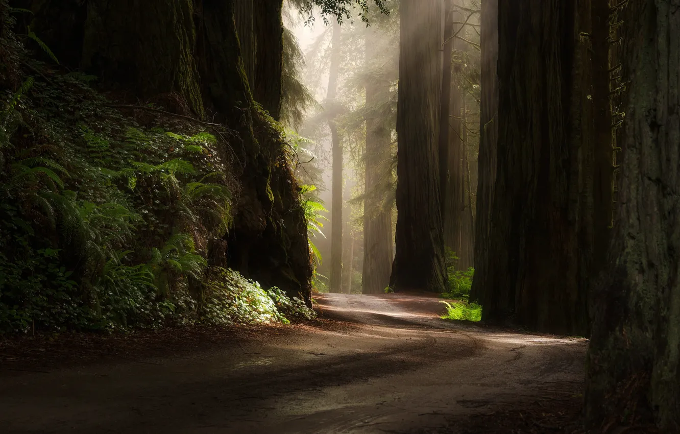 Photo wallpaper road, forest, nature