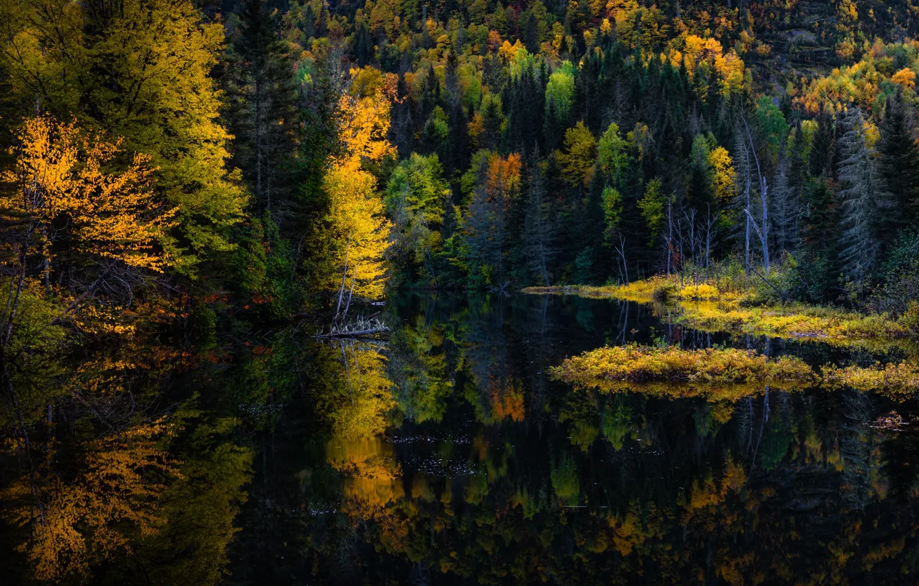 Photo wallpaper autumn, forest, trees, lake, reflection, shore, slope, log