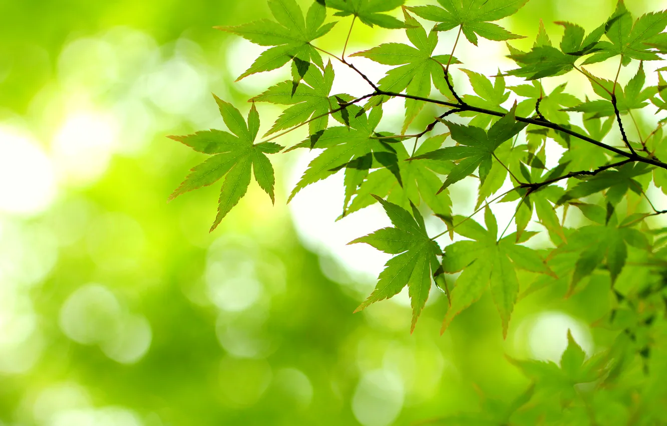 Photo wallpaper leaves, light, green, branch, maple