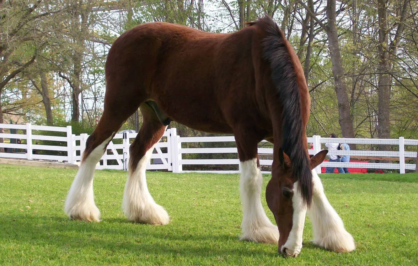 Photo wallpaper GRASS, HORSE, WOOL, CORRAL