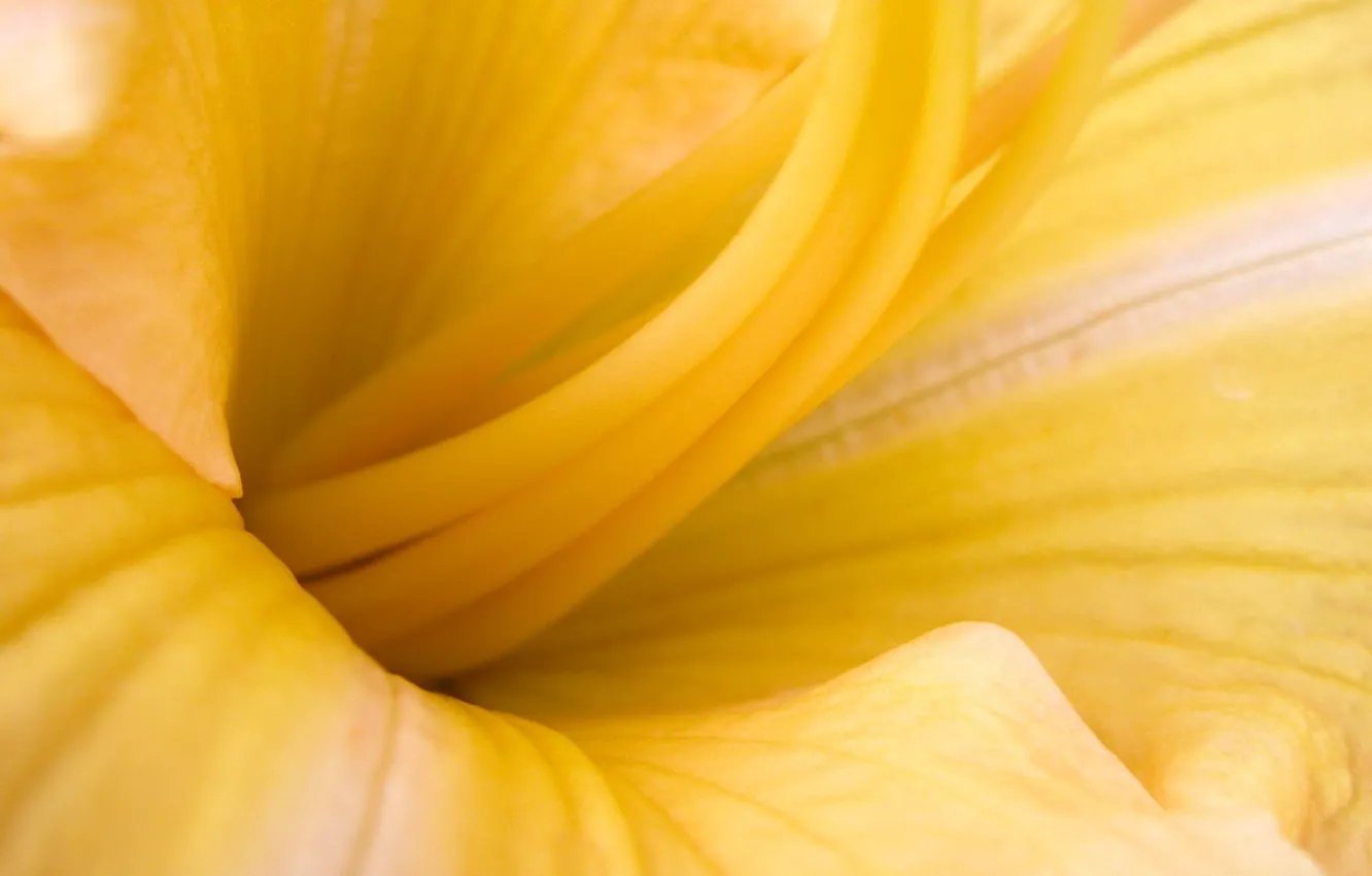 Photo wallpaper flower, macro, yellow