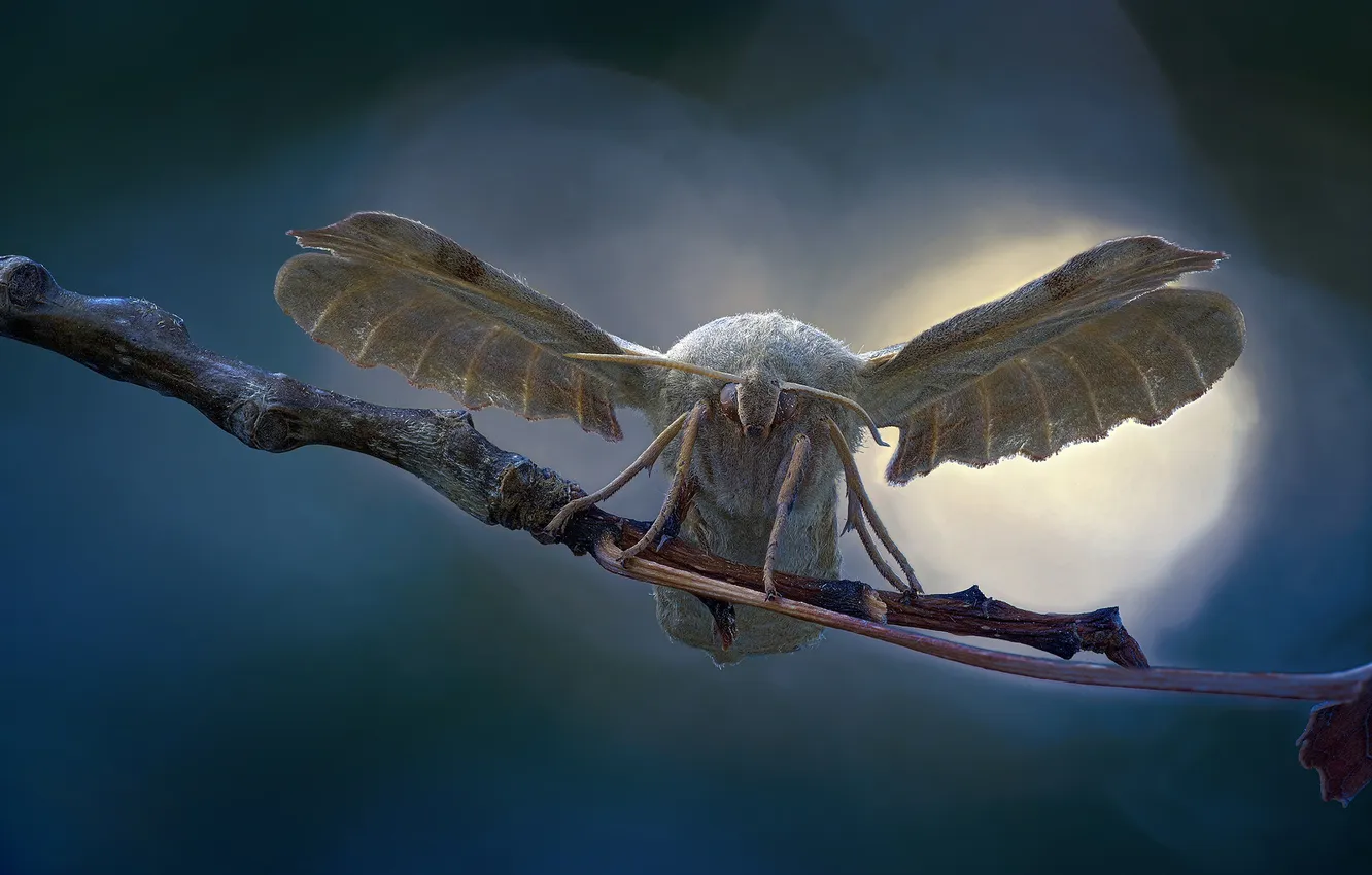 Photo wallpaper macro, light, butterfly, branch, insect, moth, blue background, bokeh