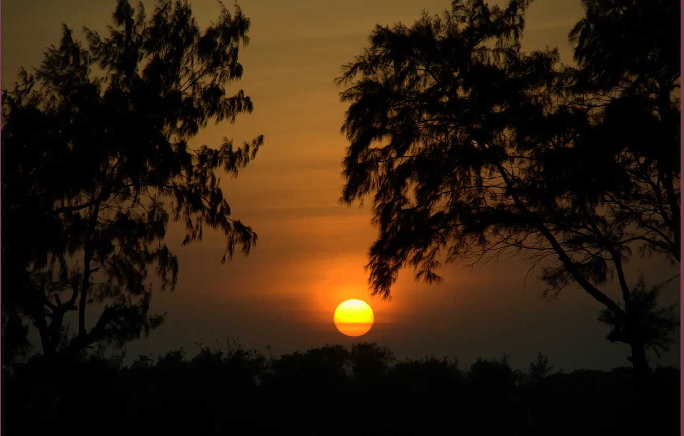 Photo wallpaper trees, sunset, nature, silhouette, trees, nature, sunset