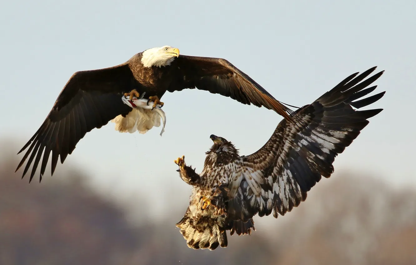 Photo wallpaper the sky, flight, bird, eagle, two, wings, fish, predator