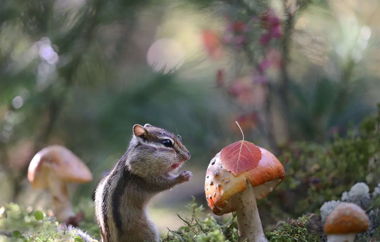 Photo wallpaper nature, mushrooms, moss, Chipmunk, bokeh, animal, rodent, Yevgeny Levin