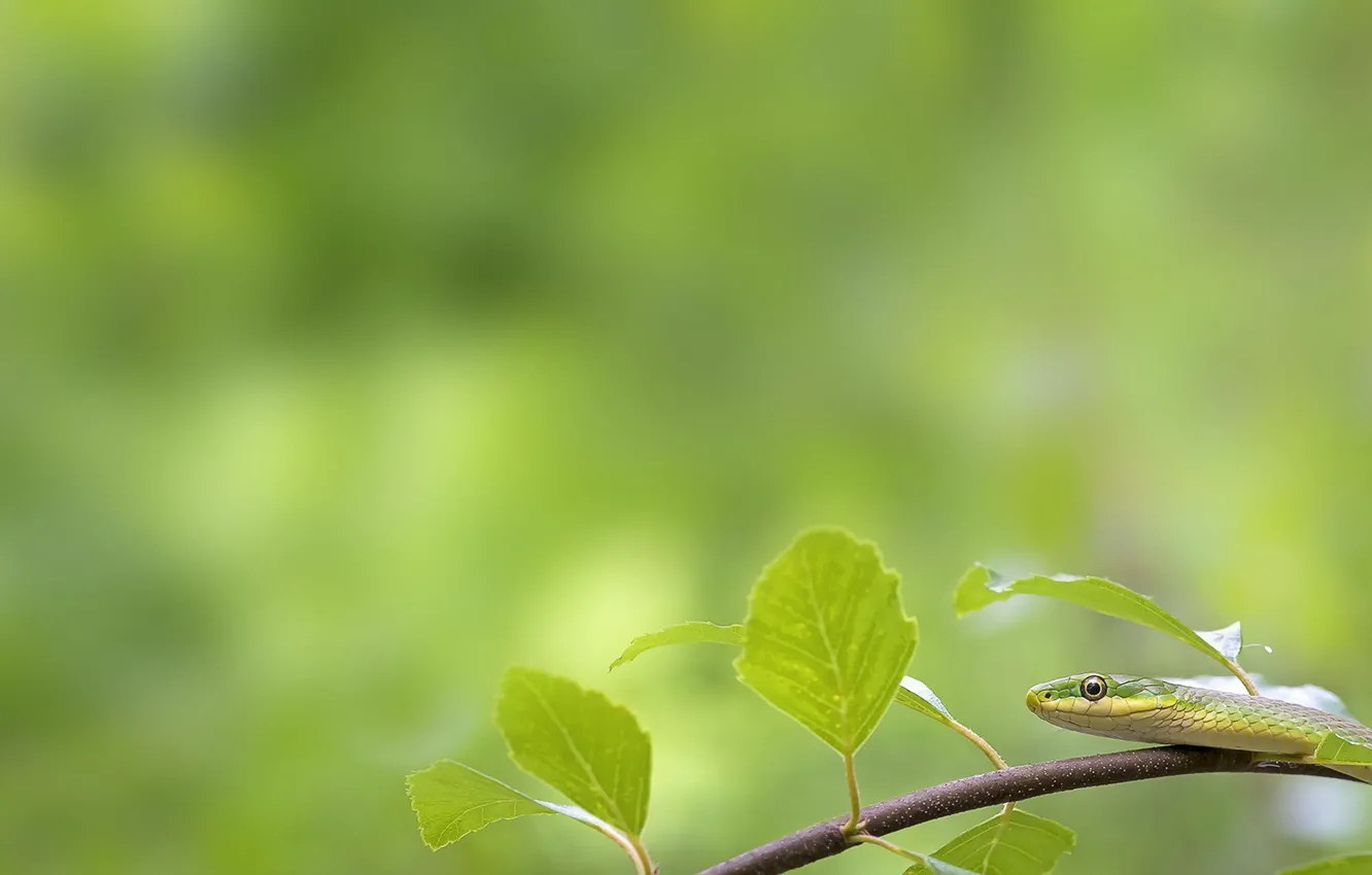Photo wallpaper green, Snake, rough