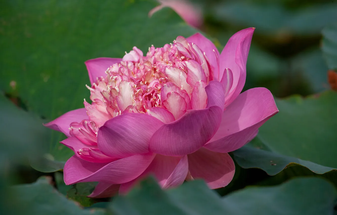 Photo wallpaper close-up, pink Lotus, Lotus leaf
