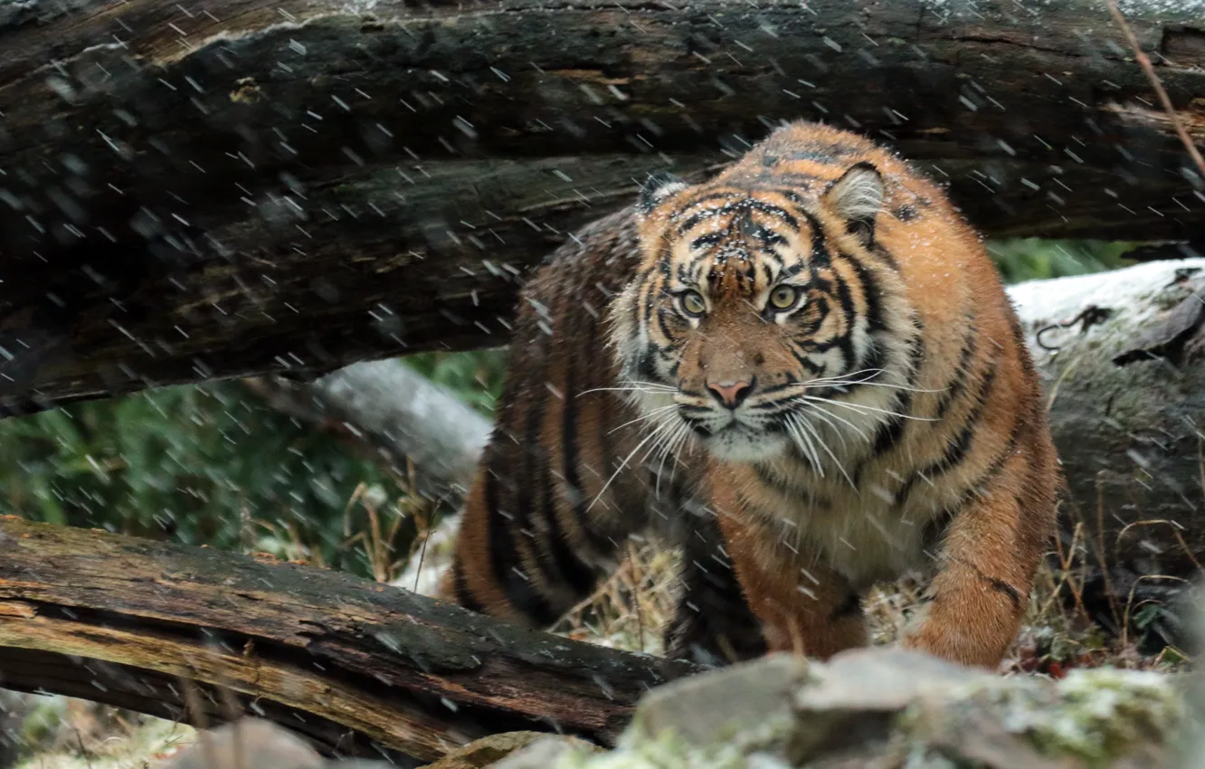 Photo wallpaper look, face, predator, Sumatran tiger