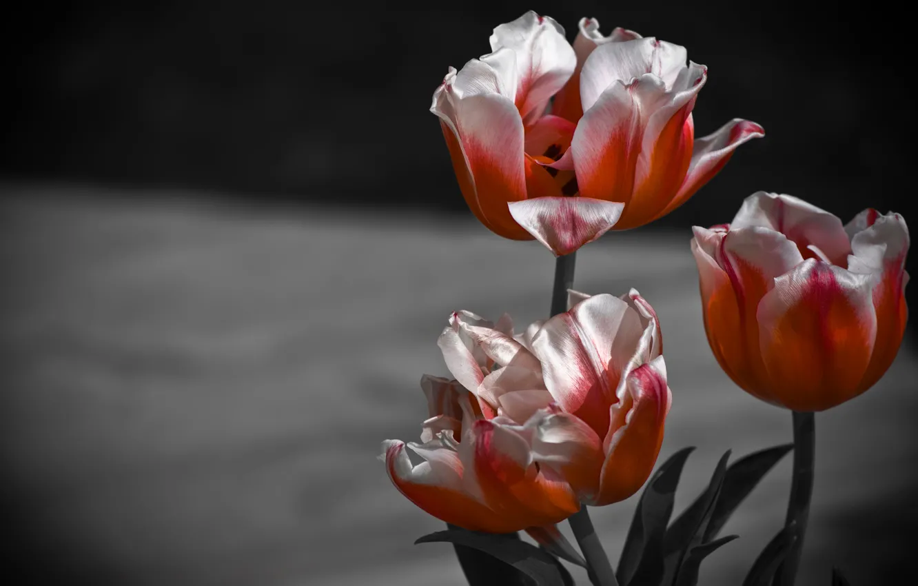 Photo wallpaper macro, background, petals, tulips