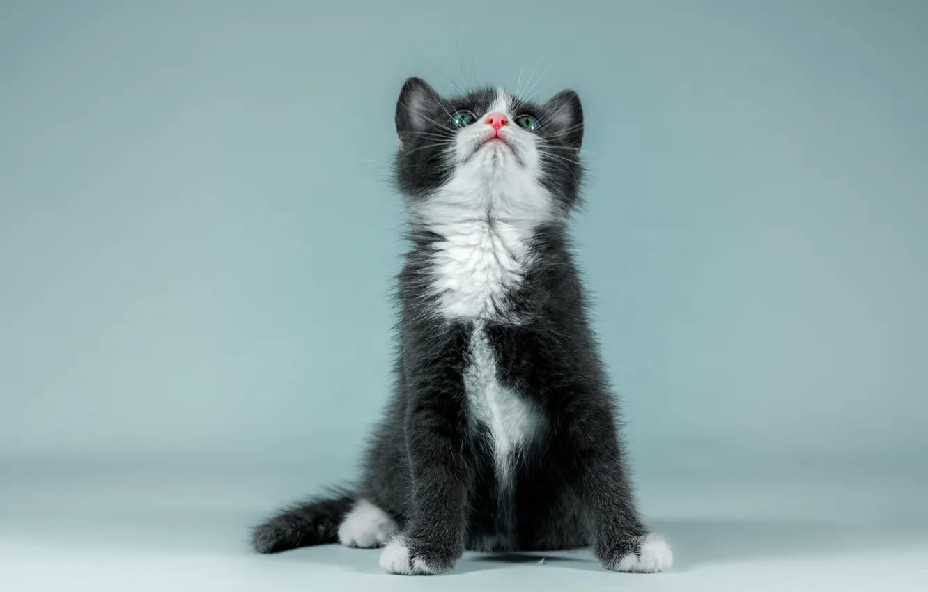 Photo wallpaper cat, look, pose, kitty, background, blue, black, paws