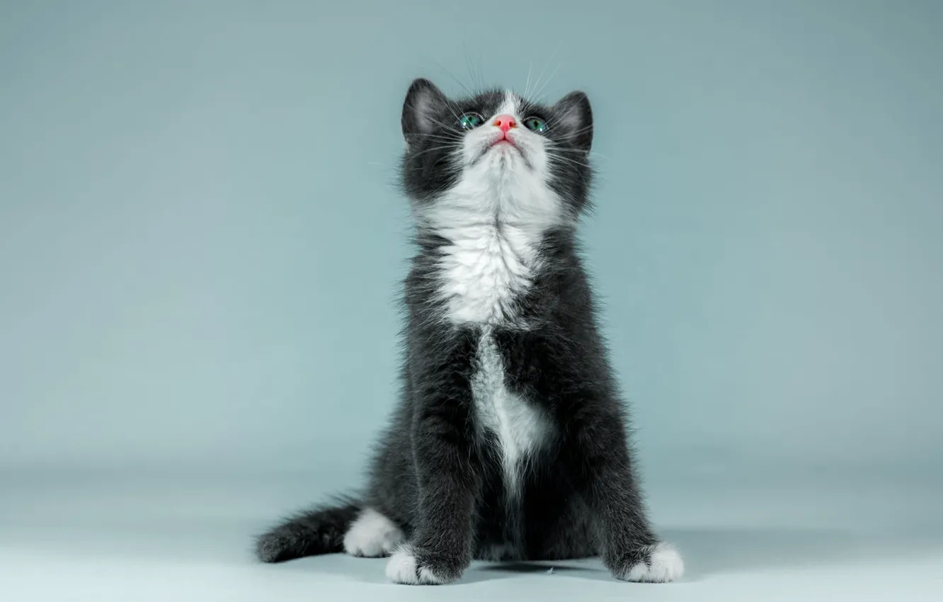 Photo wallpaper cat, look, pose, background, blue, black, paws, baby