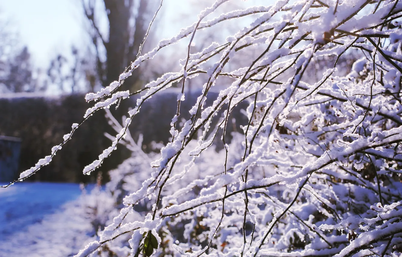 Photo wallpaper winter, snow, twig