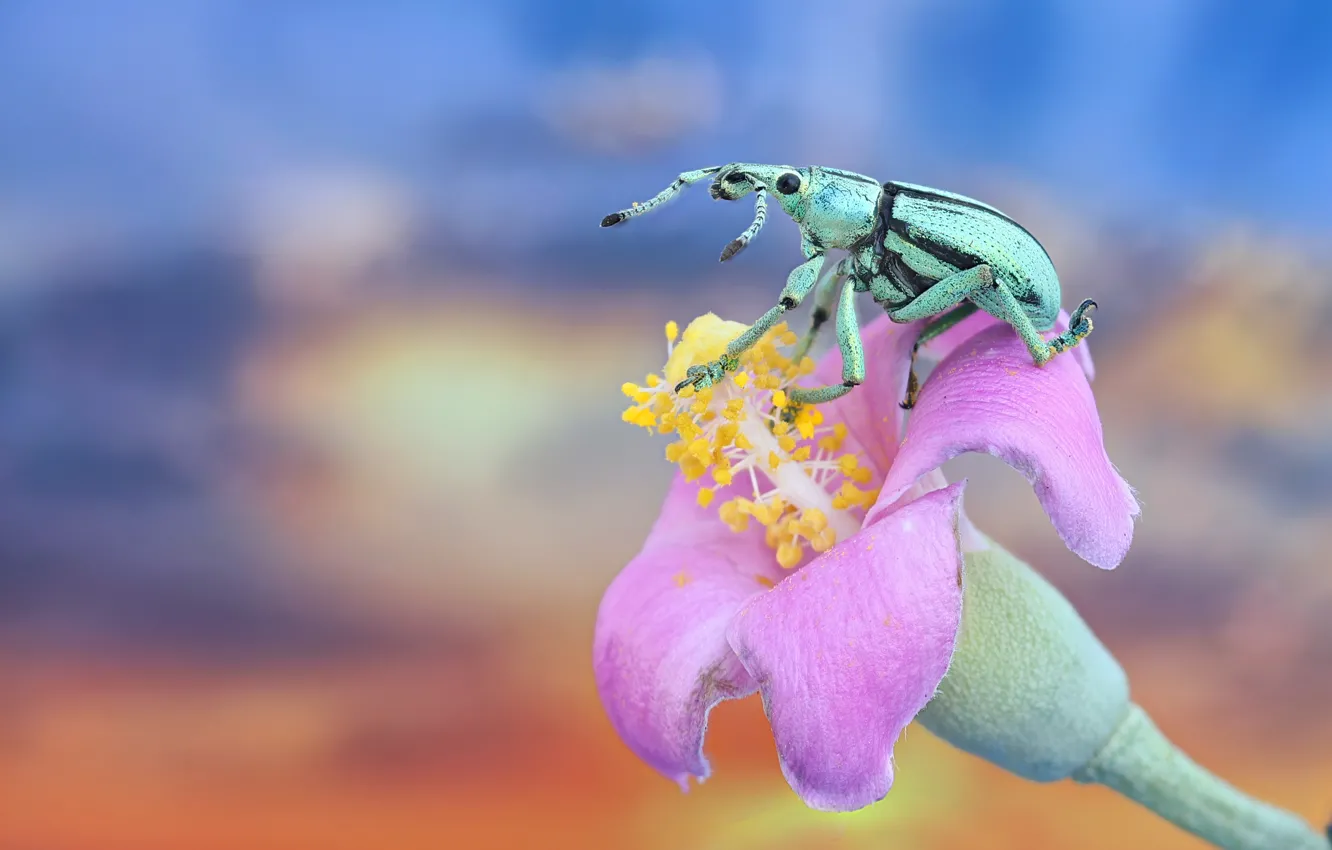 Photo wallpaper flowers, beetle, weevil