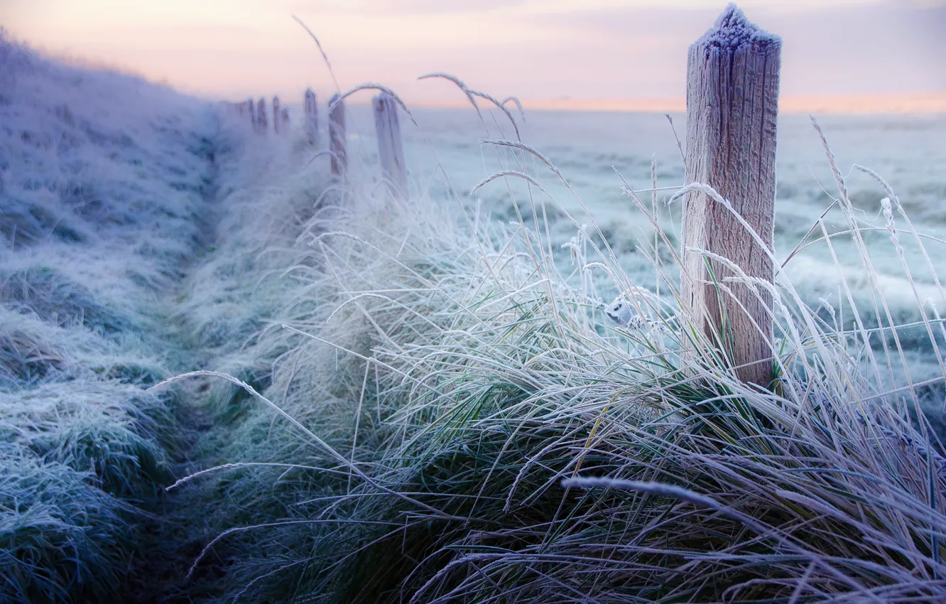 Photo wallpaper winter, frost, grass, posts, the fence, morning, fence, frost