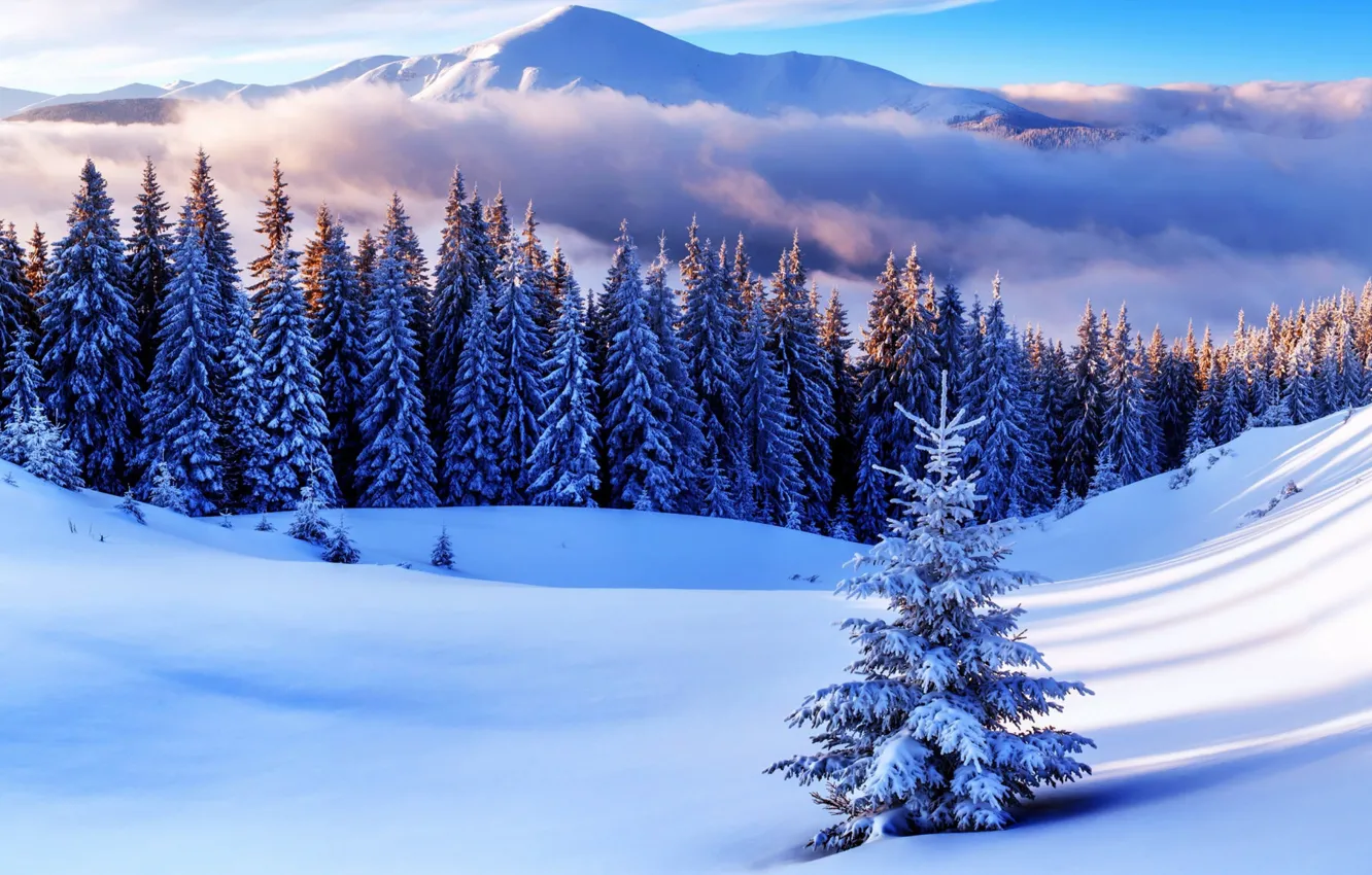 Photo wallpaper winter, frost, field, forest, clouds, light, snow, mountains