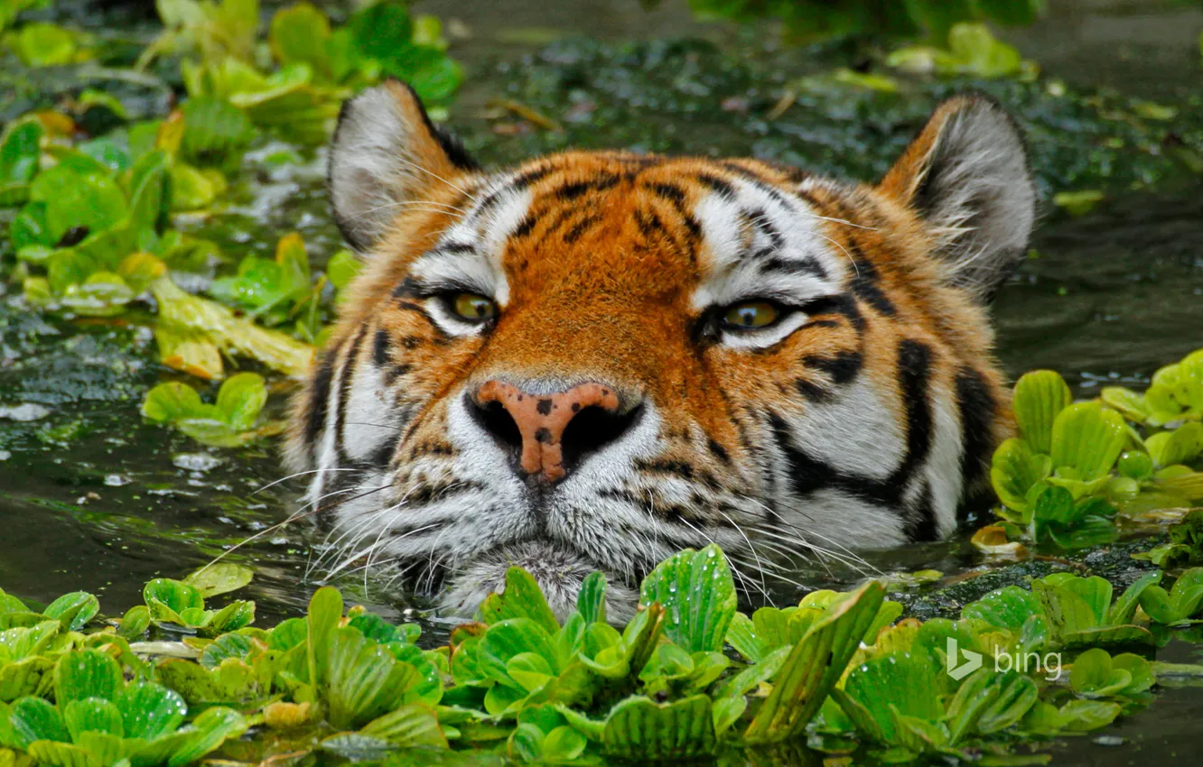 Photo wallpaper Belgium, zoo, the Amur tiger, Antwerp