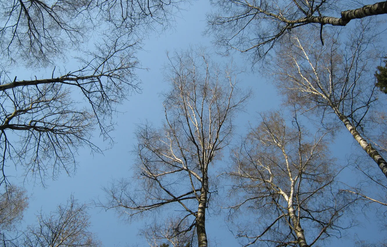 Photo wallpaper the sky, branches, blue, up, Spring, birch, April