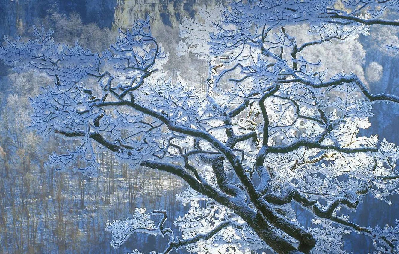 Photo wallpaper branches, France, ice, oak, Jura