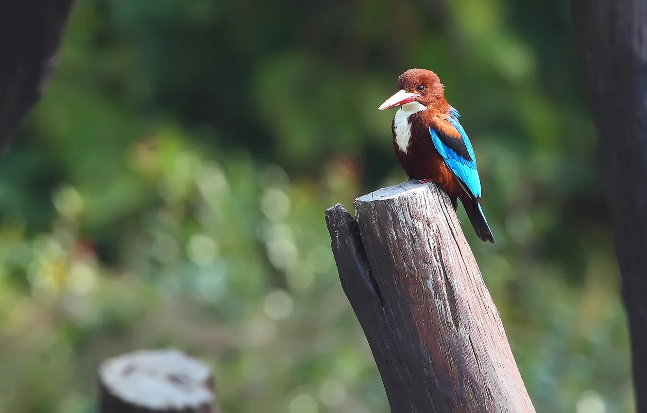 Photo wallpaper bird, color, feathers, beak, columns