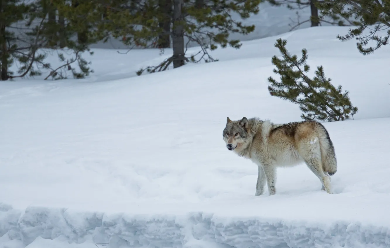 Photo wallpaper winter, forest, snow, wolf, predator