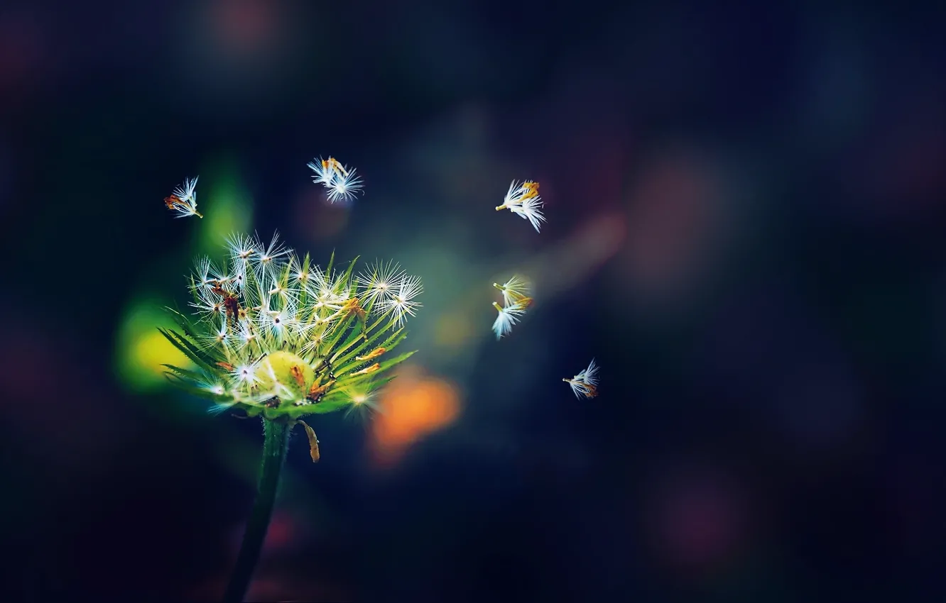 Photo wallpaper white, flower, color, green, background, dandelion, seeds, dark blue
