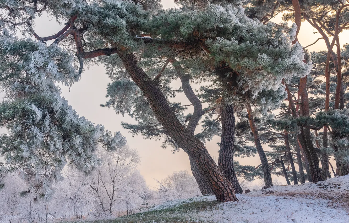 Photo wallpaper winter, frost, trees, landscape, nature, Park, the bushes, pine