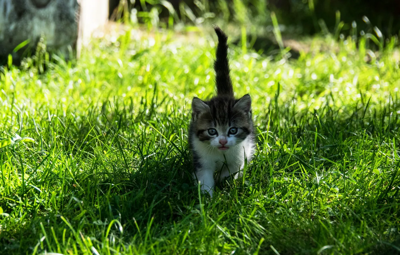 Photo wallpaper cat, summer, grass, look, light, nature, grey, baby