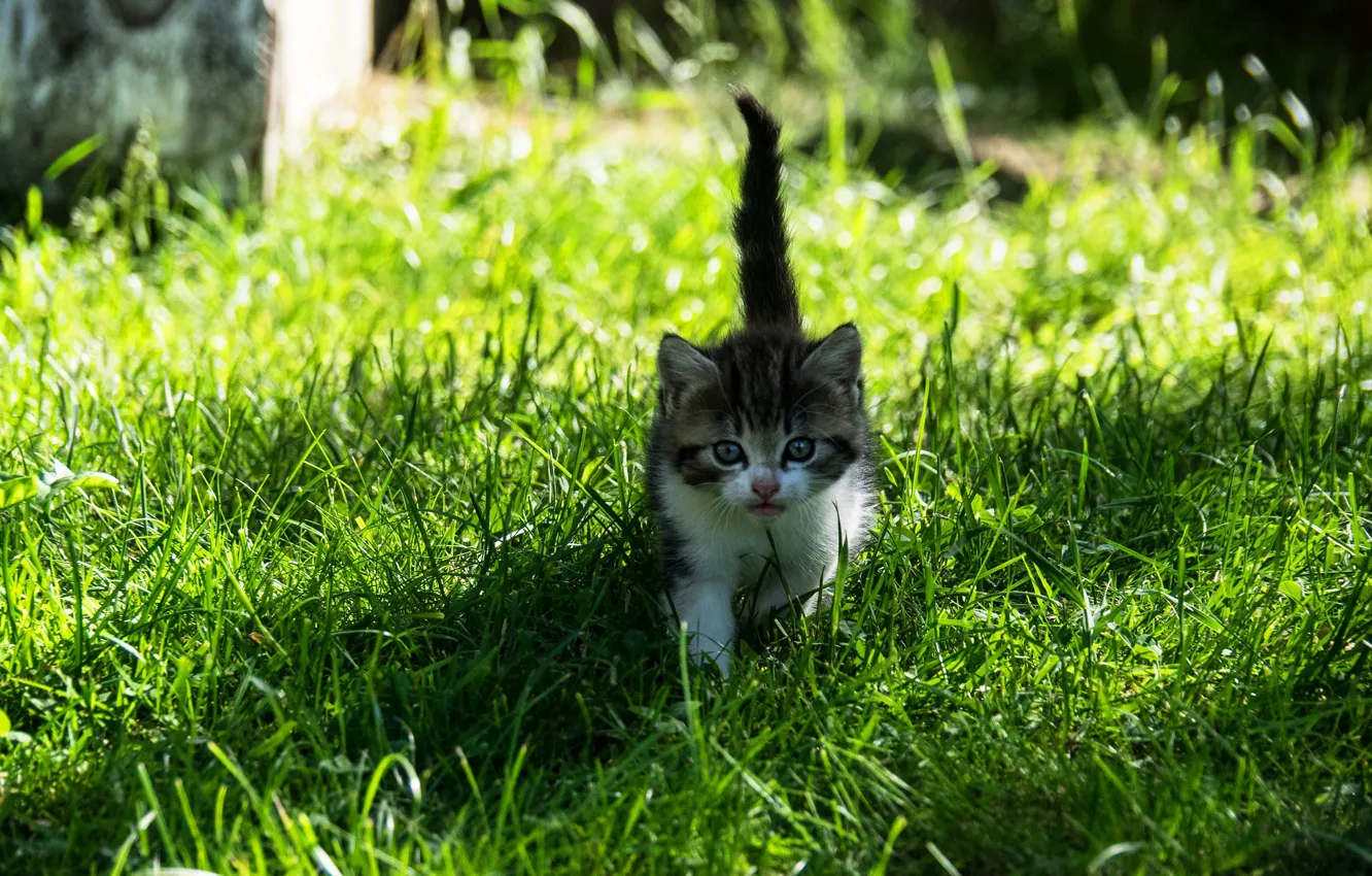 Photo wallpaper cat, summer, grass, look, light, nature, kitty, grey